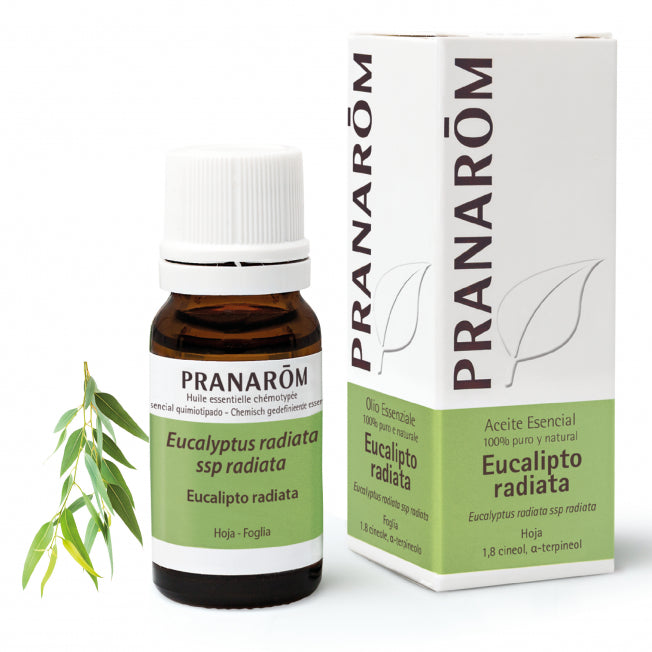 Eucalipto radiata - Eucalyptus radiata ssp radiata - 10 ml