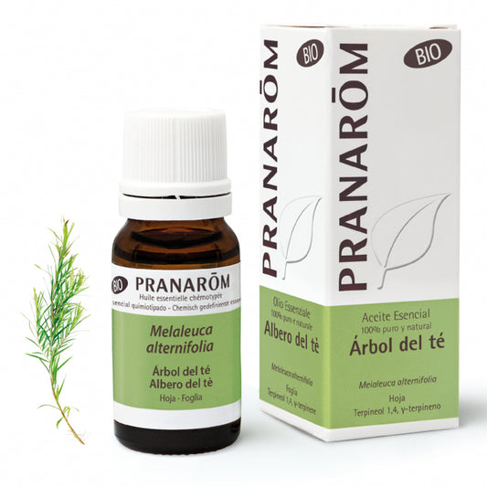Albero del tè - Melaleuca alternifolia - 10 ml